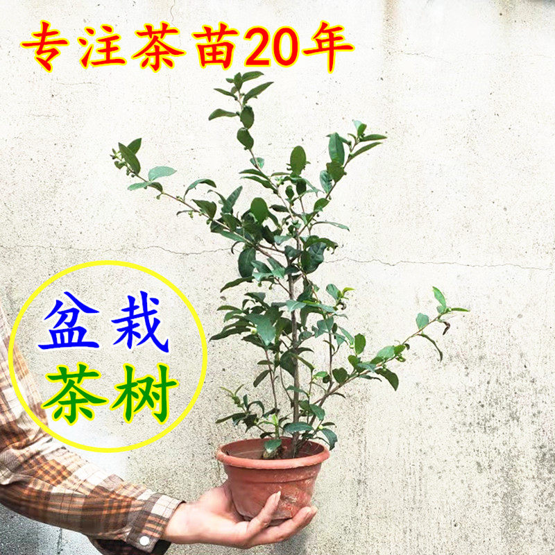 西湖龙井茶苗特价 铁观音茶苗红茶苗茶叶树苗黄金叶茶苗正宗包邮