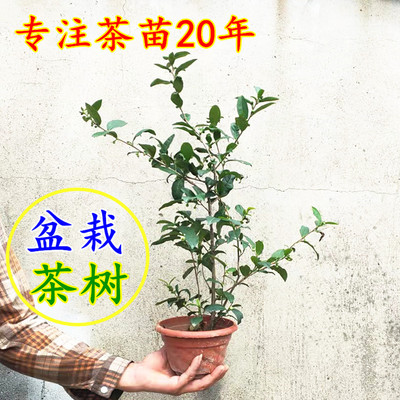 茶苗特价红茶树苗黄金叶正宗包邮