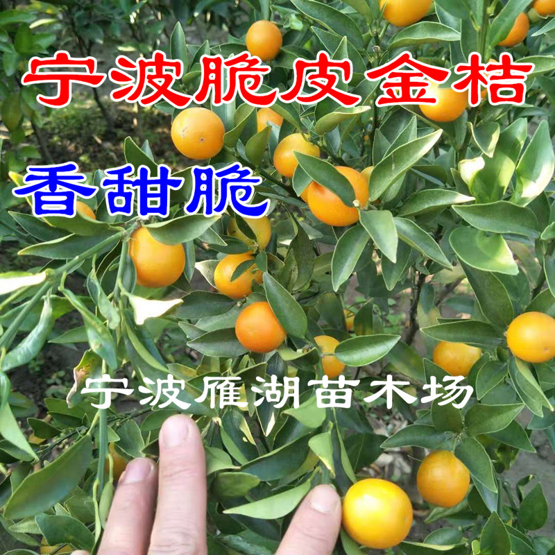 浙江宁波金弹树苗 盆栽脆皮金桔果树苗 脆蜜金桔结果苗全国包邮