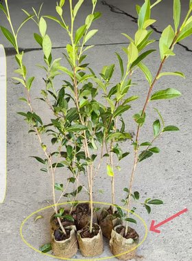 多品种美植袋龙井茶苗无纺布袋碧螺春茶树苗营养杯铁观音功夫茶苗