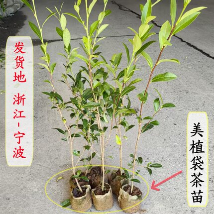 多品种美植袋龙井茶苗无纺布袋碧螺春茶树苗营养杯铁观音功夫茶苗