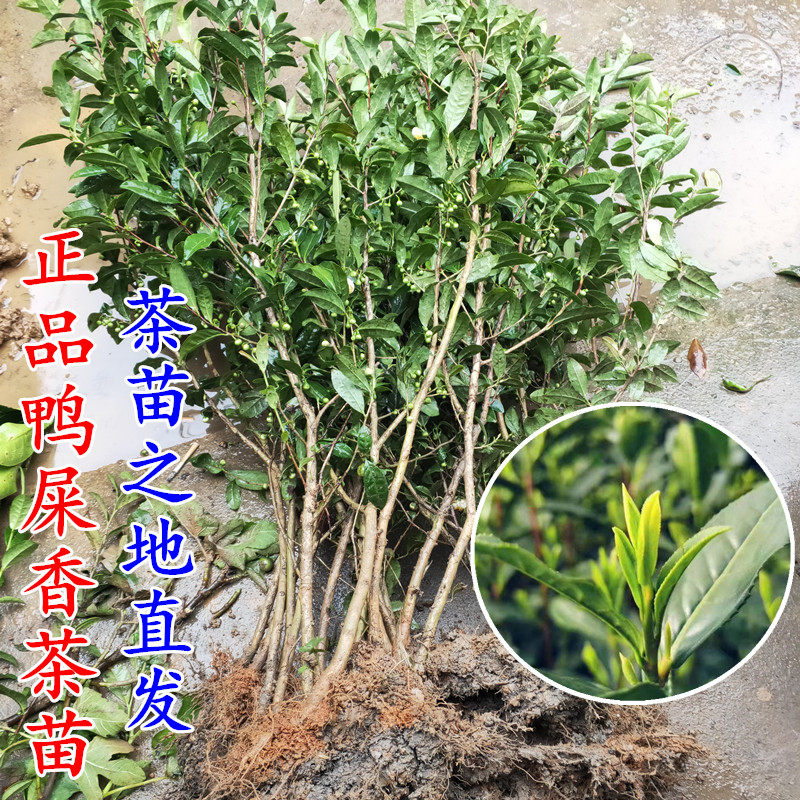正品凤凰单枞茶树 盆栽单枞鸭屎香茶叶树苗 乌龙茶当年采茶大苗