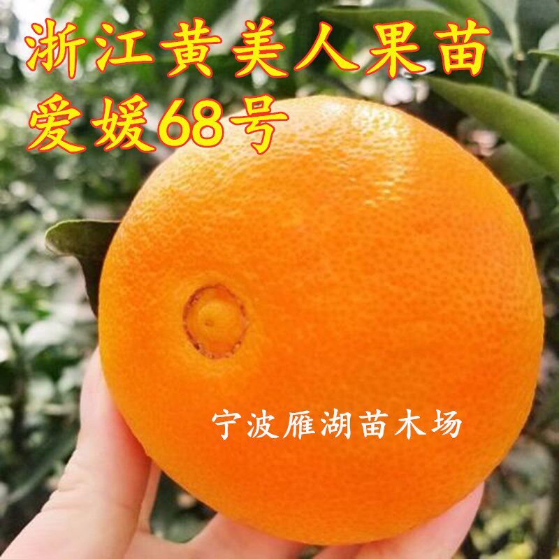 日本引进宁波新品种黄美人柑橘苗爱媛68号苗爱媛28红美人柑橘果苗