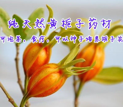 现挖现卖单瓣桅子花苗 盆栽黄栀子 庭院栀子花开花苗保证鲜活