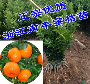 浙江宁波南丰蜜桔树苗 盆栽贡桔结果苗 庭院橘子果树苗包邮
