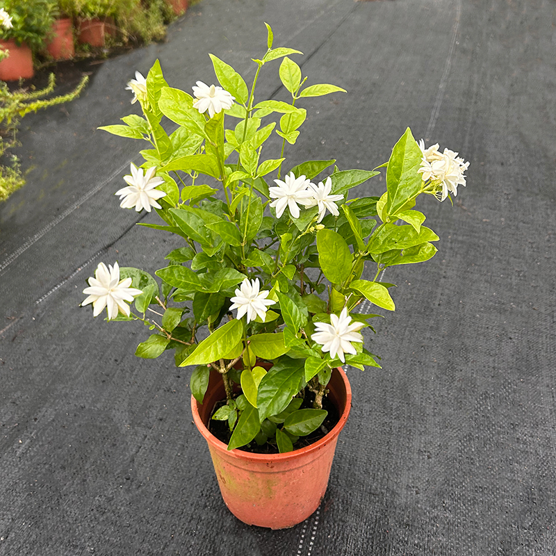 重瓣笔尖茉莉 花期长 浓香型重瓣茉莉花 笔尖茉莉的 稀有品种正宗