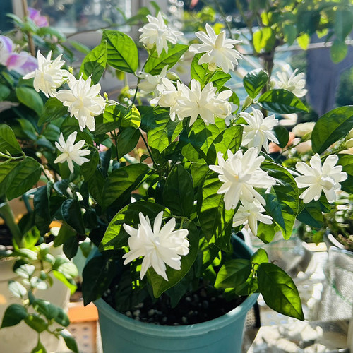 重瓣笔尖茉莉 花期长 浓香型重瓣茉莉花 笔尖茉莉的 稀有品种正宗