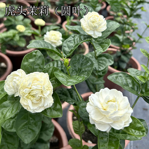 正宗圆叶虎头茉莉 浓香型 重瓣茉莉花 圆虎稀有品种 广东发货