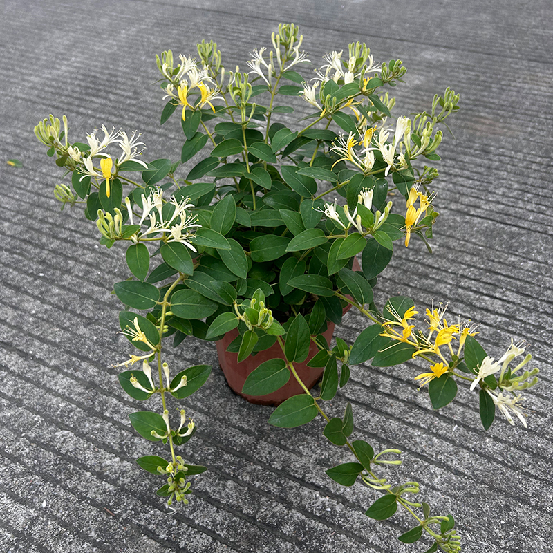 爬藤金银花树苗盆栽 阳台盆栽 庭园地栽盆景花卉食用浓香攀援花卉