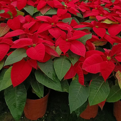 一品红盆栽观叶植物年宵花