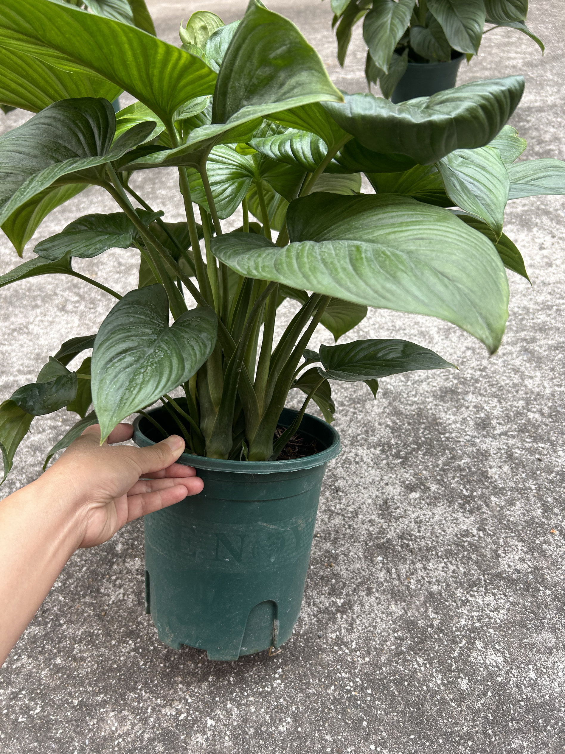 绿芙蓉盆栽 绿色常青植物