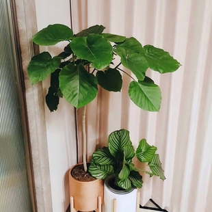 爱心榕伞榕心叶榕棒棒糖室内客厅办公室内净化空气观叶绿植物盆栽