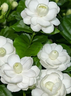 尖叶宝珠茉莉 浓香勤花茉莉花 阳台室内外易养活花卉好种
