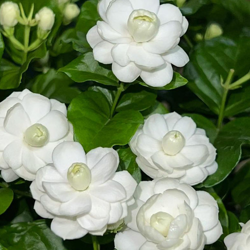 尖叶宝珠茉莉 浓香勤花茉莉花 阳台室内外易养活花卉好种