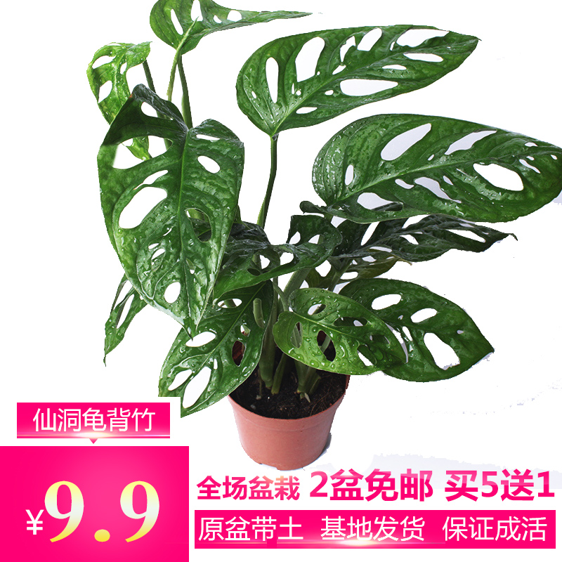 多孔龟背竹 洞洞芋 观叶植物仙洞龟背竹客厅室内盆栽绿植净化空气