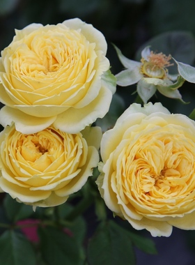 黄色切花玫瑰苗凯特卡特琳娜盆栽灌木月季花庭院花园阳台观花绿植