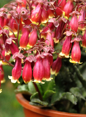 宫灯长寿花盆栽重瓣大花植物花卉室内阳台倒挂金钟不断好养