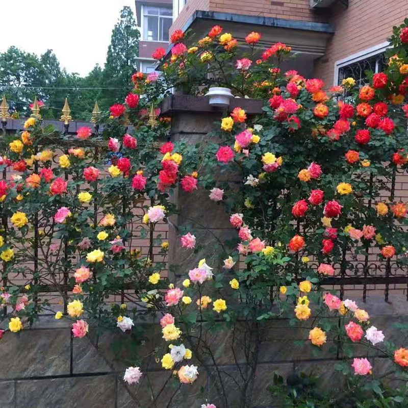 藤彩虹 藤本月季花苗庭院爬藤开花