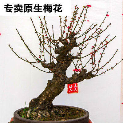 梅花盆景树桩原生骨里红红梅 乌梅 朱砂红梅 耐寒绿植阳台盆栽