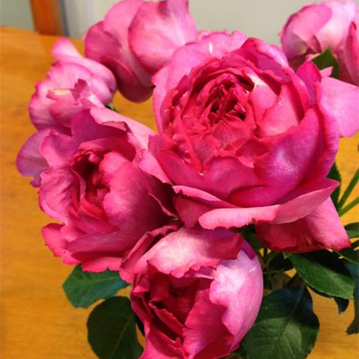 切花月季伊芙系列伊芙新娘多花月季耐热抗病开花大浓香花卉玫瑰苗