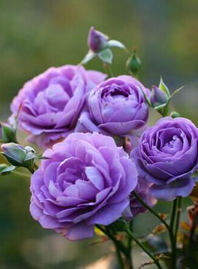 新品欧洲切花月季蓝色绒球超级多头勤花玫瑰花苗盆栽植物花卉绿植