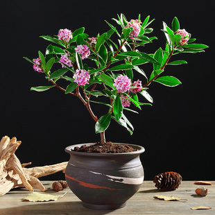 金边瑞香花盆栽花卉耐寒绿植苗盆景带花苞冬天开花植物桌面阳台养