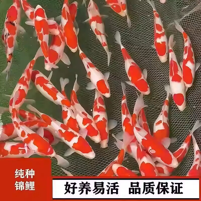 日本纯种红白锦鲤鱼活体鱼黄金观赏鱼冷水淡水小金鱼好养耐活鱼苗