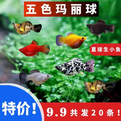 玛丽鱼胎生鱼玛丽球热带观赏鱼米奇鱼孕母鱼孔雀鱼小型活体新手鱼