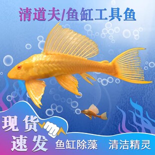 黄金红眼女王清道夫大帆豹纹活体大小型垃圾热带吃屎水藻类观赏鱼
