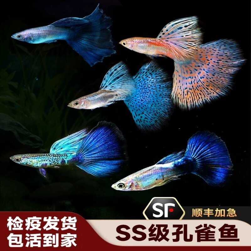 孔雀鱼红草尾蓝草尾凤尾鱼热带鱼大尾淡水群游观赏鱼血红象牙冰蓝