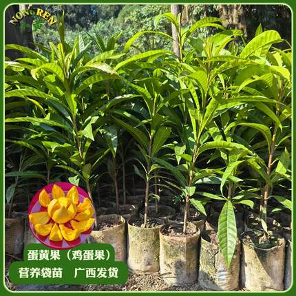 鸡蛋果树苗嫁接特大果耀堂仙桃果苗南北方种植盆栽地栽当年结果