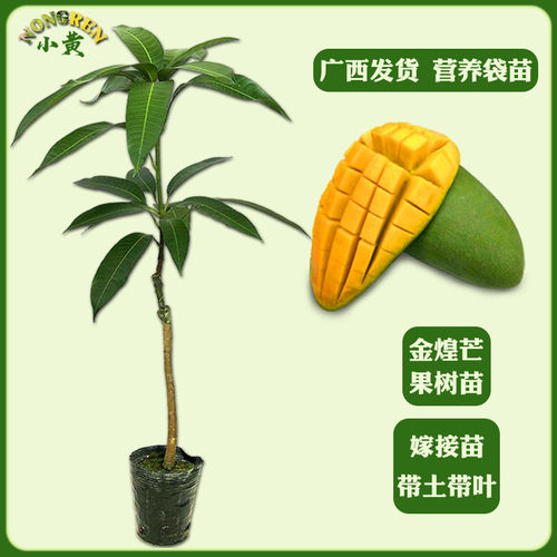 广西芒果苗嫁接南北方种植带土