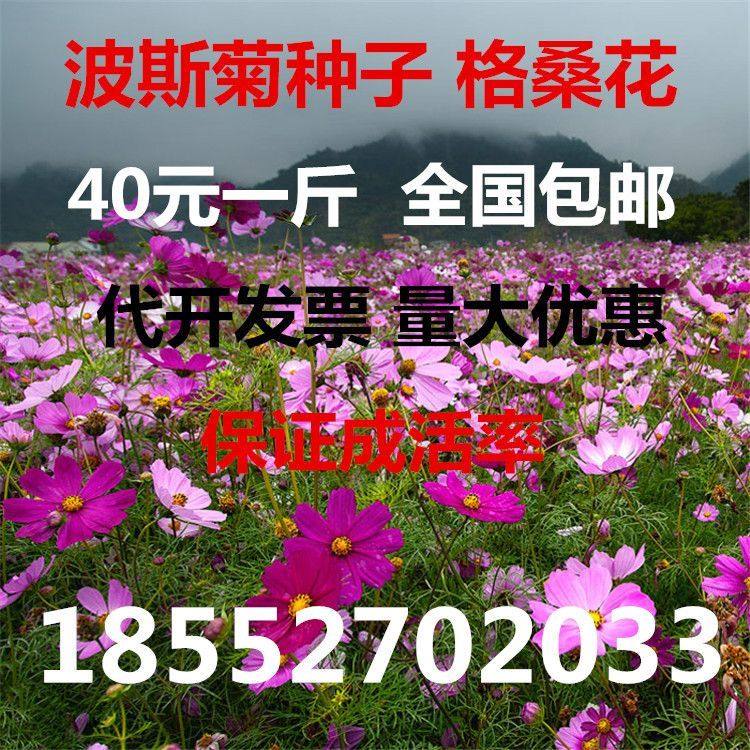 新品四季高杆矮秆波斯菊种子格桑花种子野花组合种子工程绿化种子