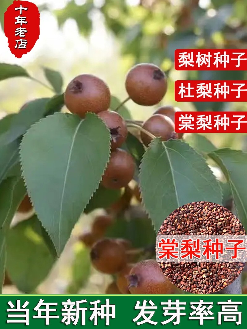 梨树种子杜梨种子棠梨种子土梨海棠梨种子野梨种子砧木果树种籽子