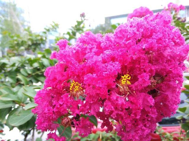 新采紫薇种子 美国红火箭紫薇种子 国旗红花 粉花紫薇树种子