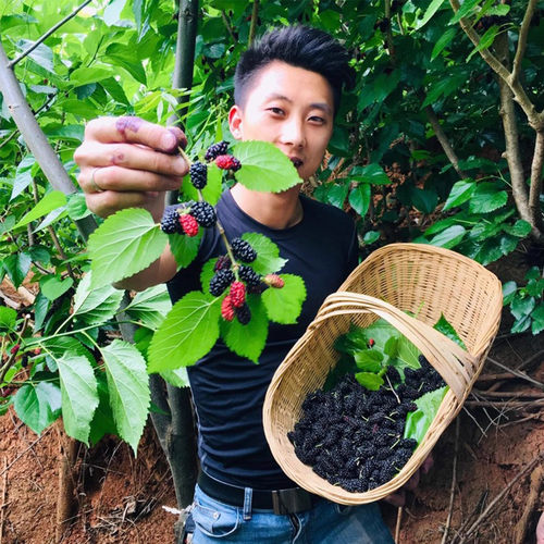 【甜野桑】地理标志产物桑葚干