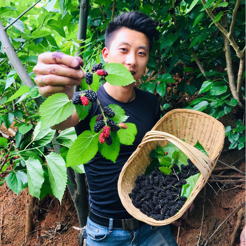 2026年头茬新货桑葚干 无尘风干 免洗 深山天然桑葚 零食