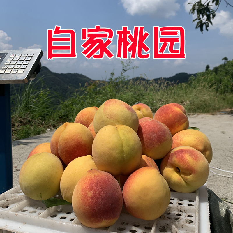 麻阳黄桃新鲜水果当季现摘红心桃子露天脆甜黄肉高山毛桃整箱