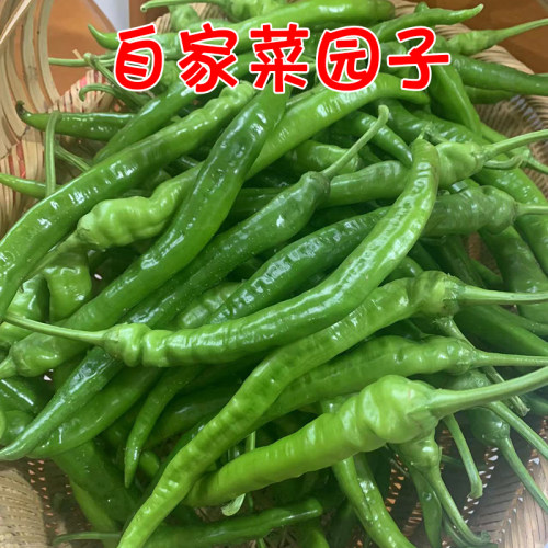 湖南本地新鲜辣椒现摘现发