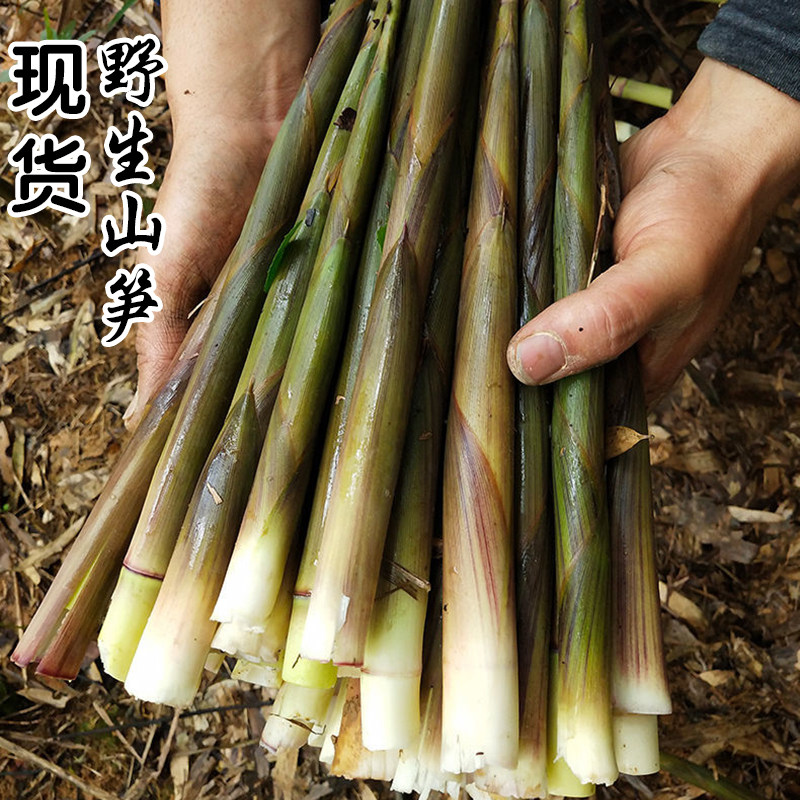湘西小竹笋新鲜带壳手剥春笋野生现挖竹笋蔬菜脆嫩小笋尖雷笋山笋