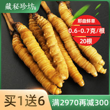 西藏那曲新鲜冬虫夏草正品20根野生鲜虫草(0.6-0.7克/根*20根)
