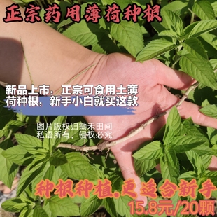 可食用药用土薄荷和留兰香都有老种根可驱蚊庭院绿化苗更适合新手