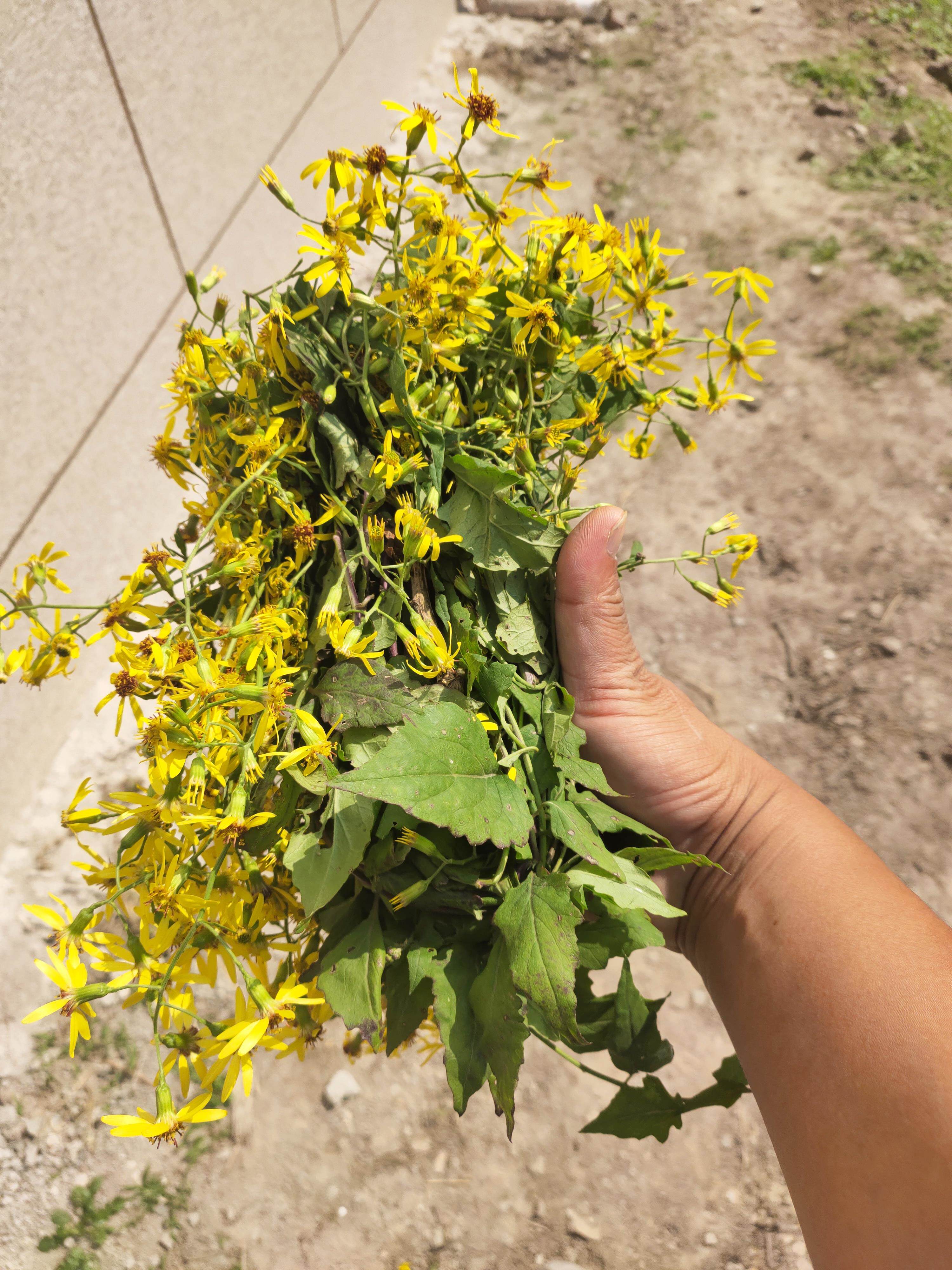 黄花母图片和作用 黄花母根的功效与作用 伤感说说吧