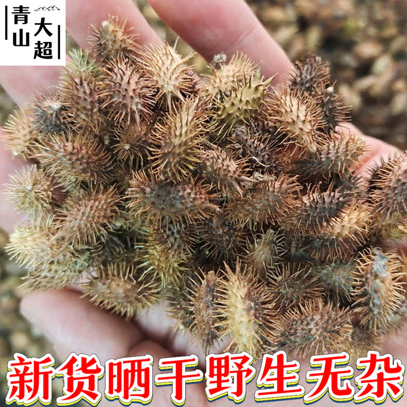 武当野生苍耳子中药材新货晒干带刺毛苍子鼻塞喷嚏泡脚生苍耳250g