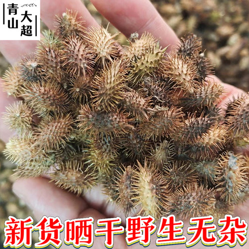 武当野生苍耳子中药材新货晒干