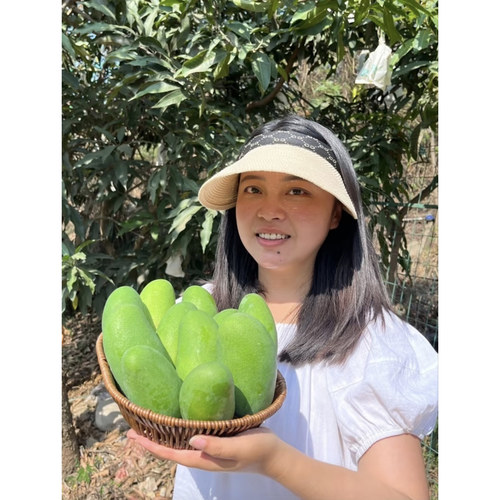 【李丹丹的店】攀枝花当季新鲜芒果产地直发现摘现发
