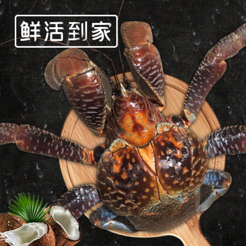 椰子蟹质量怎么样 椰子蟹口碑怎么样 小麦优选