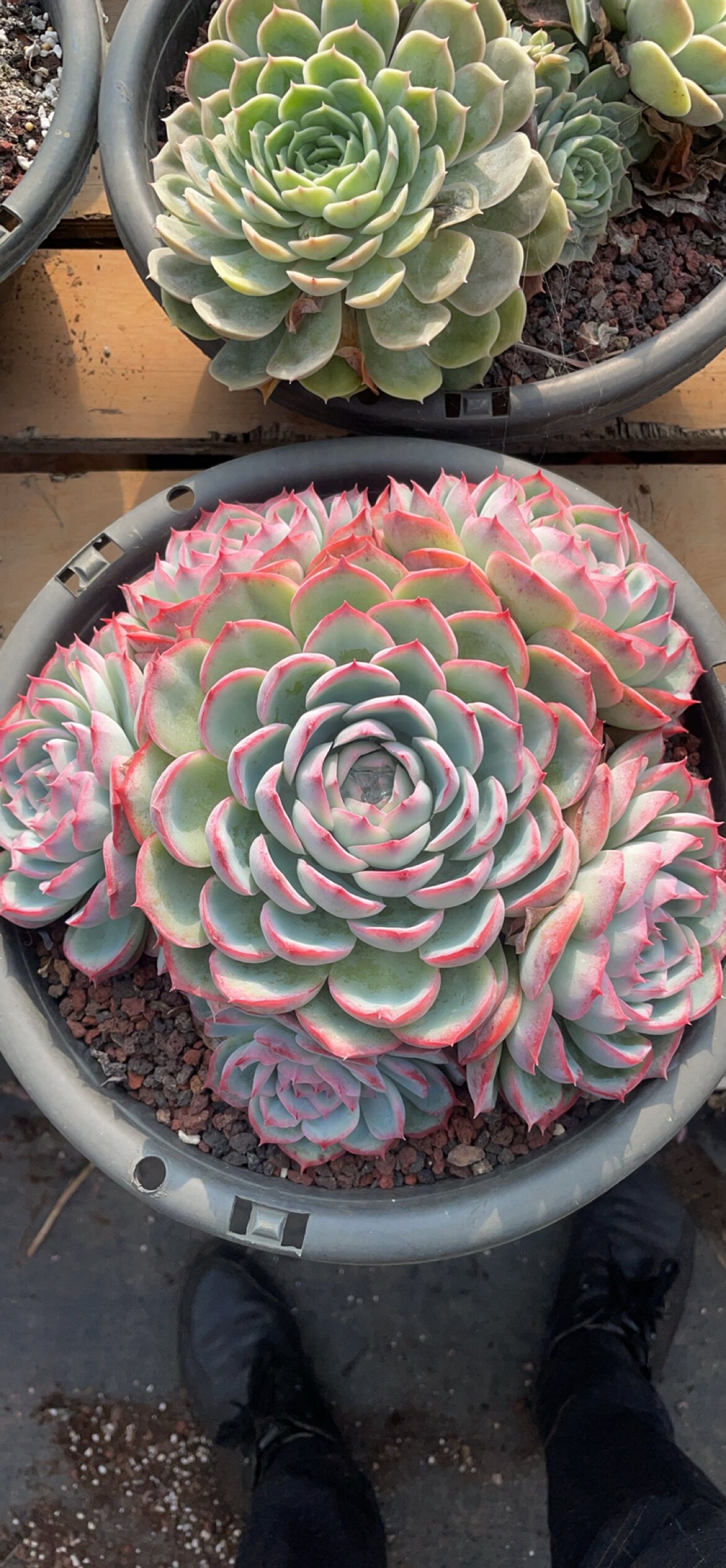 侧影漂亮大盆多头多肉植物室内净化空气阳台防辐射吸甲醛花卉盆栽