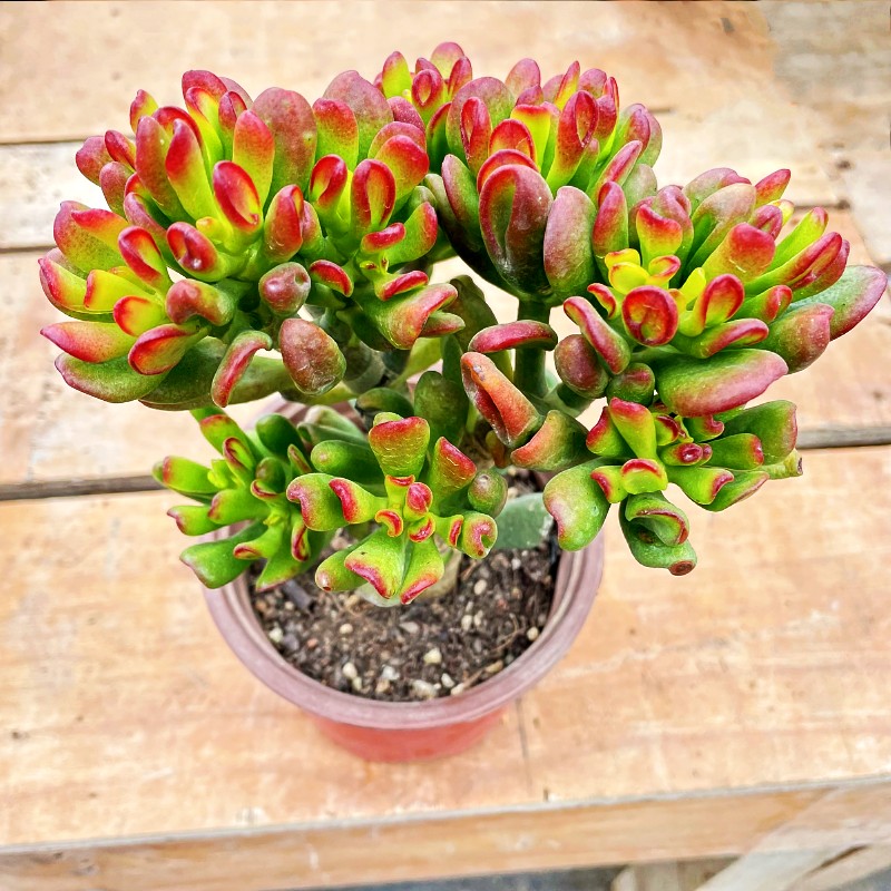 红叶招财猫多肉植物树型老桩室内阳台好养容易活花卉绿植盆栽盆景