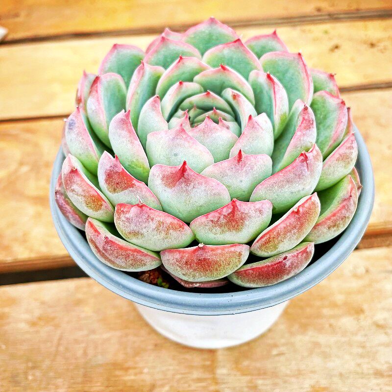 侧影莲花座多肉植物室内阳台办公桌盆栽容易养活趣味花卉绿植盆景,鲜花速递/花卉仿真/绿植园艺,多肉植物,淘宝优惠券,粉丝福利购,淘宝优惠卷